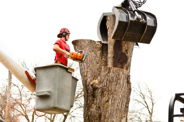 How Our Tree Care Process Works  in  Sylvan Lake, MI